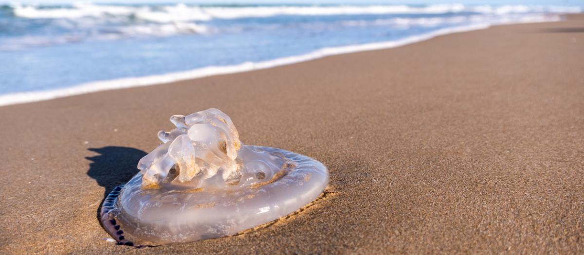 Una medusa varada en una playa