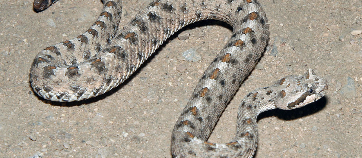 Imagen de archivo de una serpiente cascabel cornuda