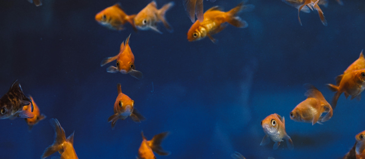 Peces dorados