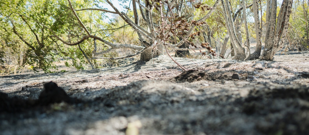 La afeccción del incendio originado en Méntrida en la urbanización Calypo Fado de Casarrubios del Monte

MATEO LANZUELA/EUROPA PRESS
18/7/2025