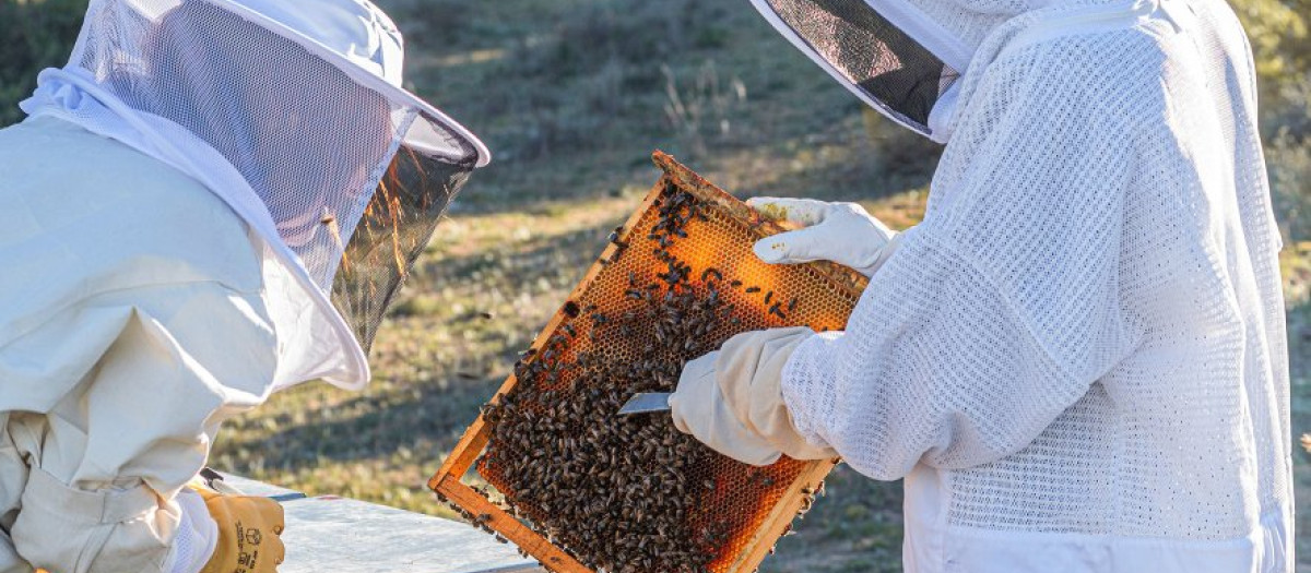 Apicultores de Arroyo de Miel