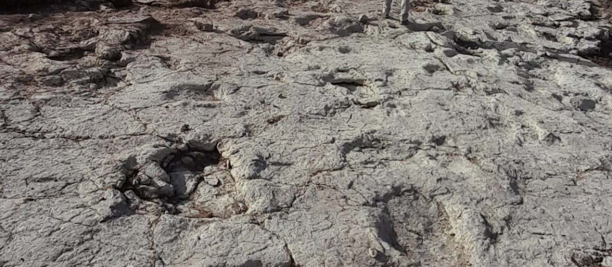 Nuevas icnitas de dinosaurios saurópodos excavadas en el yacimiento «Santa Ana» en Ababuj (Teruel)