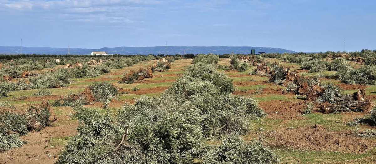 Olivos talados en una finca donde se prevé la instalación de una planta solar.