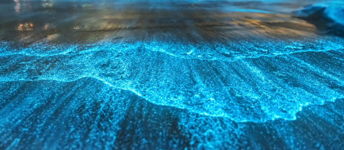 Playa con bioluminiscencia.