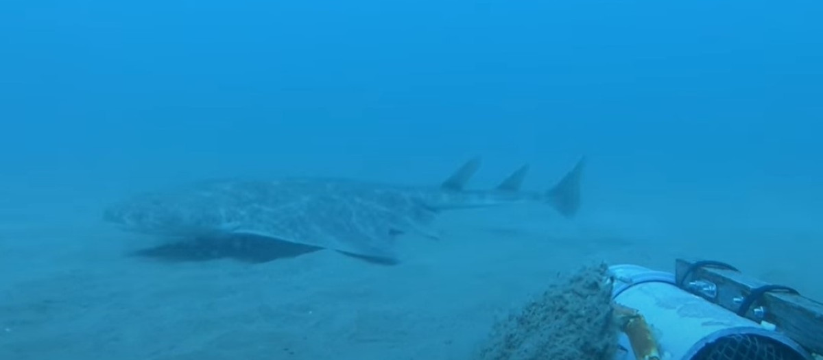 Grabación de un tiburón ángel o angelote en Gales

REMITIDA / HANDOUT por WTSWW
Fotografía remitida a medios de comunicación exclusivamente para ilustrar la noticia a la que hace referencia la imagen, y citando la procedencia de la imagen en la firma
30/7/2025