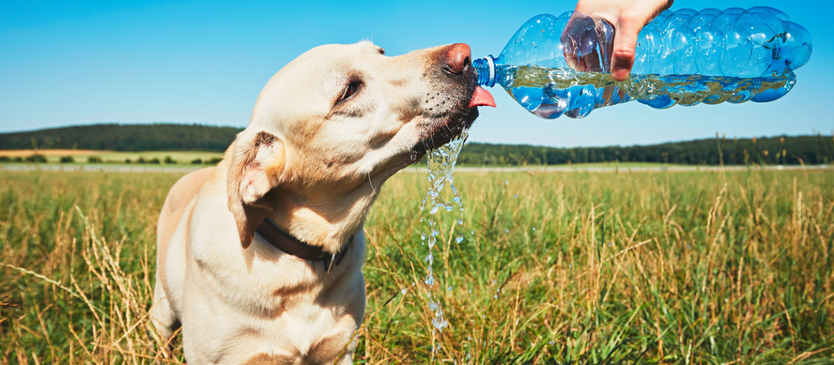 Un perro bebe agua de una botella
