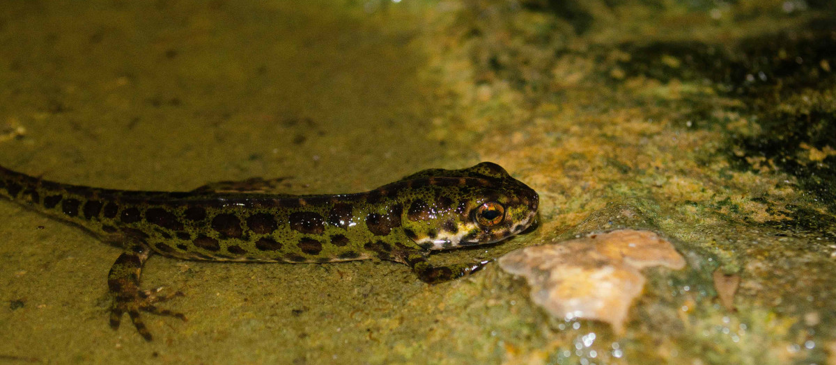 Especies introducidas ilegalmente