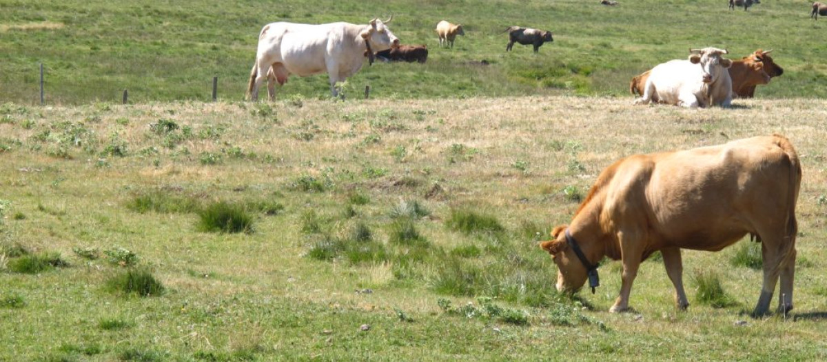 Unas vacas pastan, en una imagen de archivo