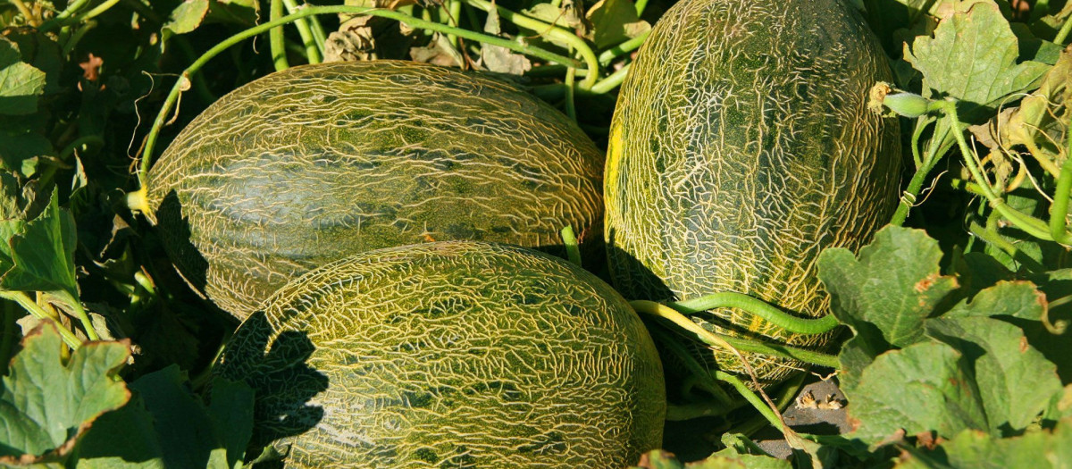 Melón de La Mancha