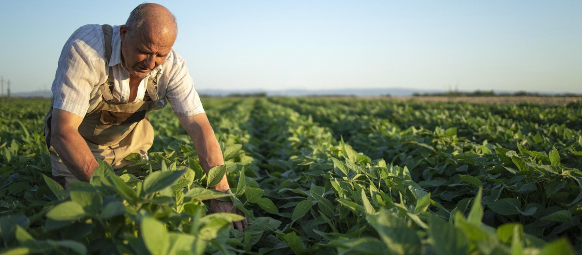 Un trabajador agrícola en plena faena
