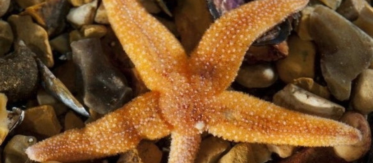 Ejemplar de la estrella de mar común europea Asterias rubens con un brazo regenerador