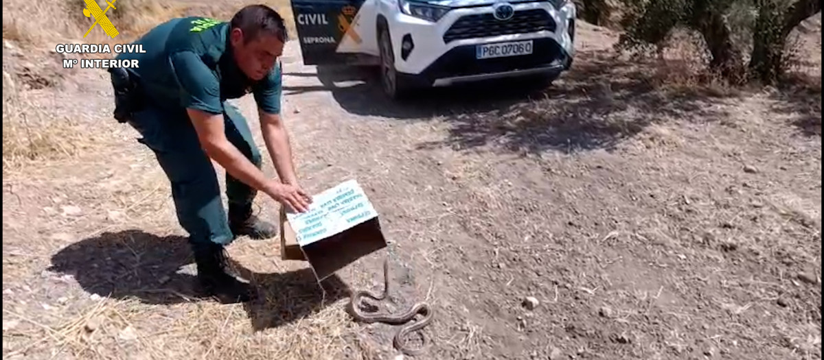 La Guardia Civil captura y libera en una aldea de Priego de Córdoba, un ejemplar adulto de culebra de escalera