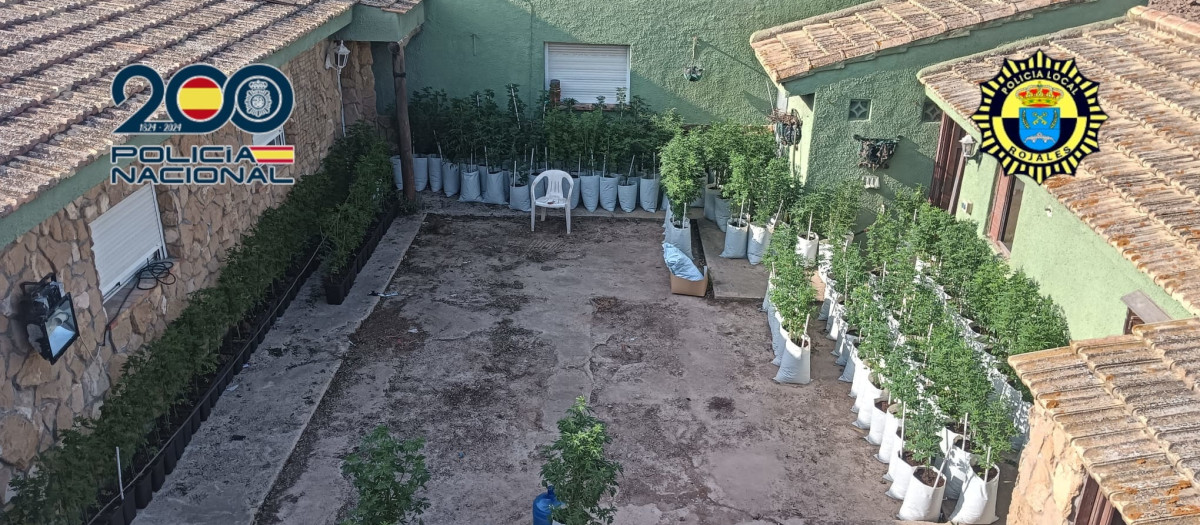 Imagen de la plantación de marihuana descubierta en la localidad alicantina de Rojales