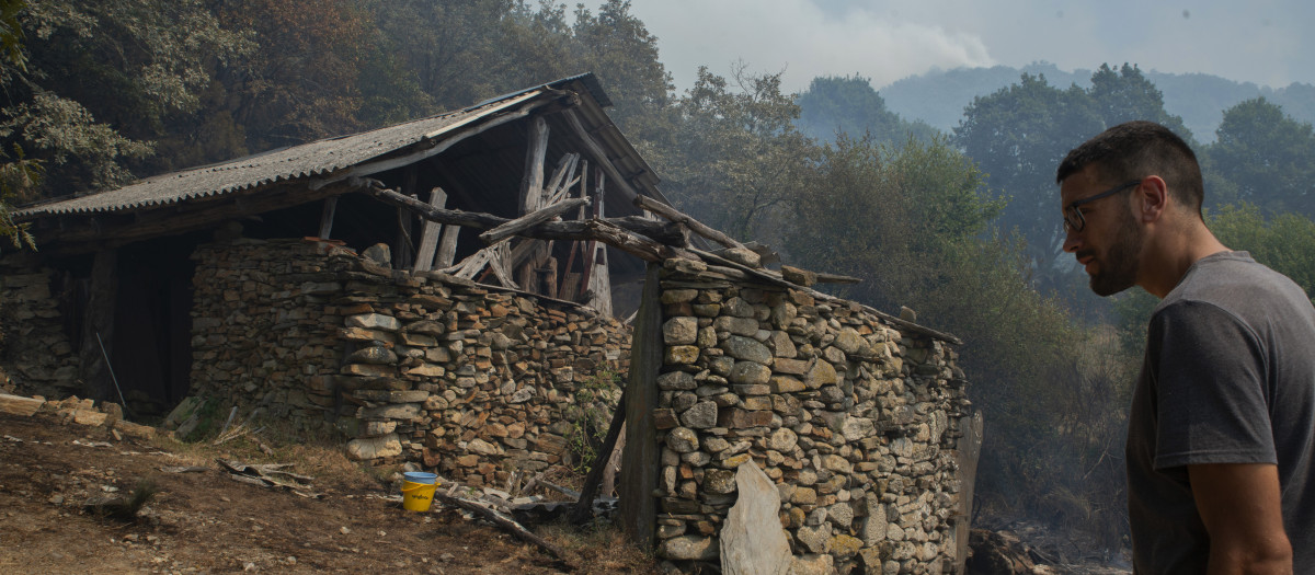 Ganadero propietario de algo más de cien vacas en Teixeira, intenta sofocar el fuego en uno de los refugios de los animales, a 10 de agosto de 2025, en Maceda, Ourense, Galicia (España). Un incendio en Maceda (Ourense), parroquia de Castro de Escuadro, calcina más de 20 hectáreas desde su inicio a las 23.19 horas del sábado. Se inició en cinco o seis puntos casi simultáneos, según informa la Consellería do Medio Rural, que por este motivo ve una clara intencionalidad en él. Fue necesaria decretar la Situación 2 esta madrugada por la proximidad del fuego al núcleo poblacional de A Teixeira, pero aún no existe riesgo para las viviendas.

Rosa Veiga / Europa Press
10 AGOSTO 2025;INCENDIO FORESTAL;MACEDA;OURENSE;GALICIA
10/8/2025