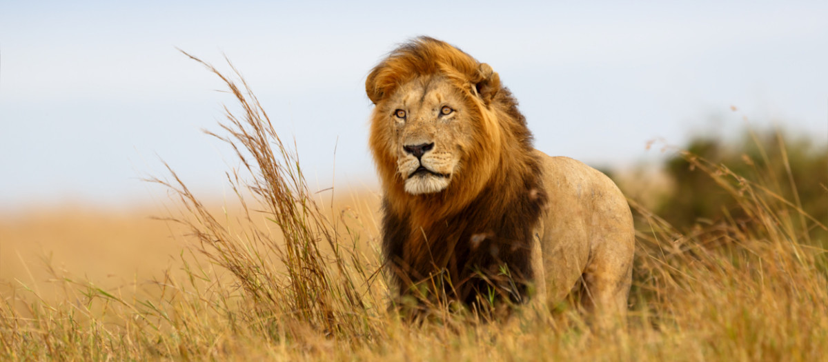 León en la reserva de Masái Mara.