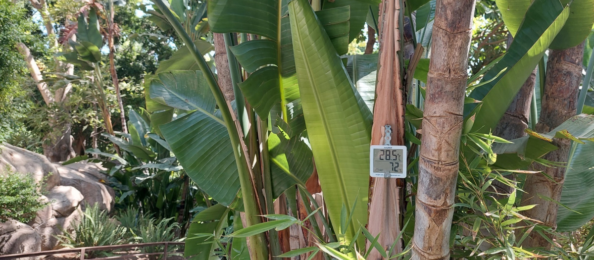 Este jardín tropical reúne especies vegetales de "gran valor ecológico y cultural", entre ellas, destacan casi una decena de especies del género Ficus

REMITIDA / HANDOUT por BIOPARC FUENGIROLA.
Fotografía remitida a medios de comunicación exclusivamente para ilustrar la noticia a la que hace referencia la imagen, y citando la procedencia de la imagen en la firma
13/8/2025