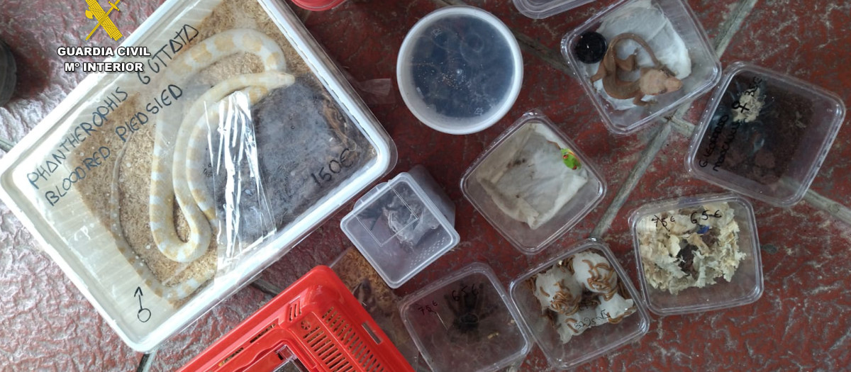 Imagen de los animales incautados en el muelle de Cádiz