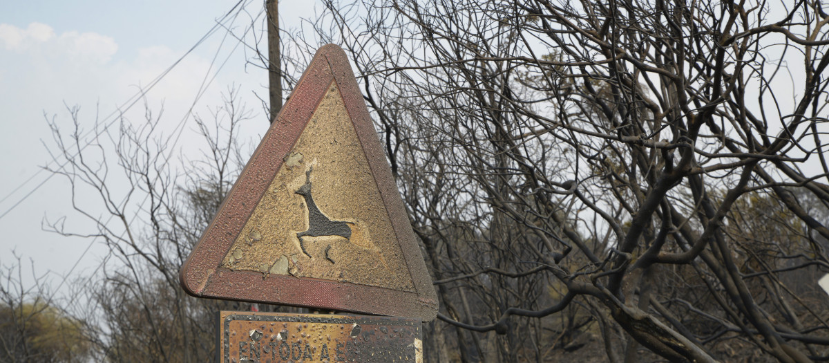 Una señal quemada, a 13 de agosto de 2025, en Chandrexa de Queixa, Ourense, Galicia (España). La jefa de servicio de prevención de incendios forestales en Ourense, Sandra Martínez, ha señalado con preocupación "los vientos cambiantes que han empujado los incendios a las zonas de los pueblos" y la proximidad del fuego a los núcleos urbanos en una nueva jornada de incendios en la provincia.

Rosa Veiga / Europa Press
13 AGOSTO 2025;FUEGO;INCENDIO;EXTINCIÓN;OURENSE;GALIZA;GALLEGOS;
13/8/2025