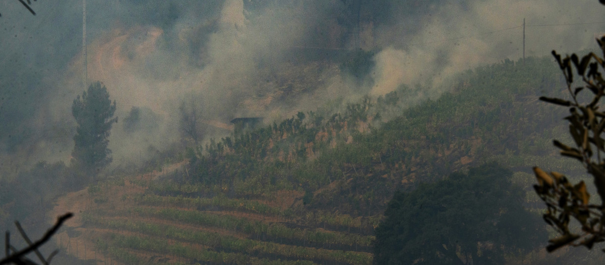 Viña en la DO Valdeorras, afectada por el fuego, como otras en toda la comarca. Está está en terrenos entre la DO Valdeorras y la DO Ribeira Sacra.. Ourense 16/08/25. Foto Rosa Veiga