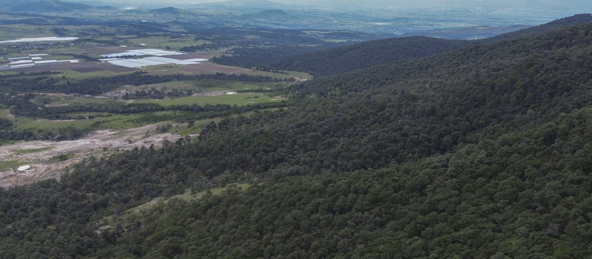 Esta vista aérea muestra el bosque como parte de un programa de reforestación de áreas devastadas por incendios forestales en Contepec, Michoacán, México