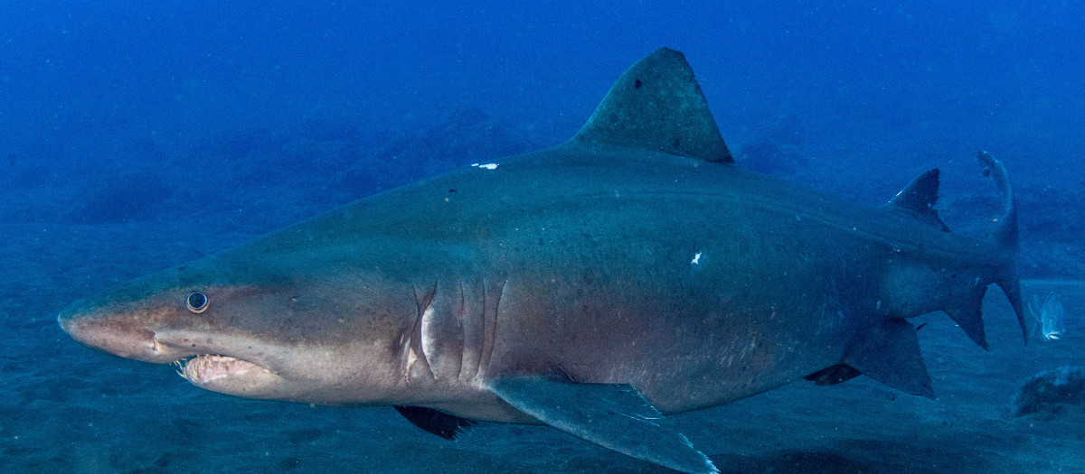Miembros de los centros de buceo de La Restinga, en el municipio de El Pinar, han avistado en las últimas semanas un ejemplar de tiburón de la especie Odontaspis ferox, comúnmente denominados Tiburón Solrayo, en aguas de la Reserva Marina del Mar de Las Calmas, en El Hierro