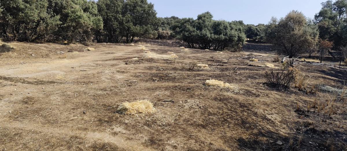 Plan para impulsar la fauna de Tres Cantos