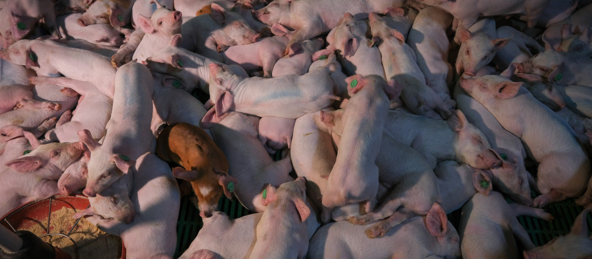 Cerdos en macrogranja (Foto de archivo)