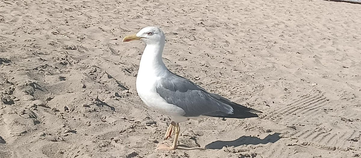 Se han detectado cinco ejemplares de aves silvestres afectadas por influenza aviar