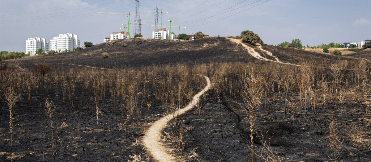 Vista del terreno quemado en Soto de Viñuelas, Tres Cantos (Madrid)