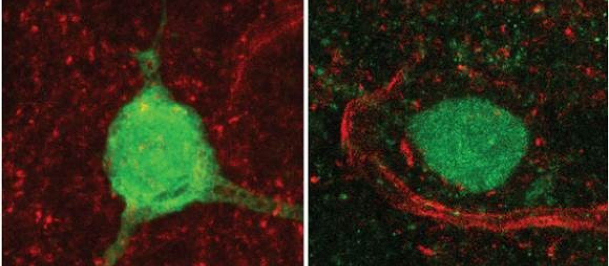Imagen del cerebro de ratón con neuronas productoras de vasopresina (verde) y conexiones excitadoras que contactan con estas células (rojo)