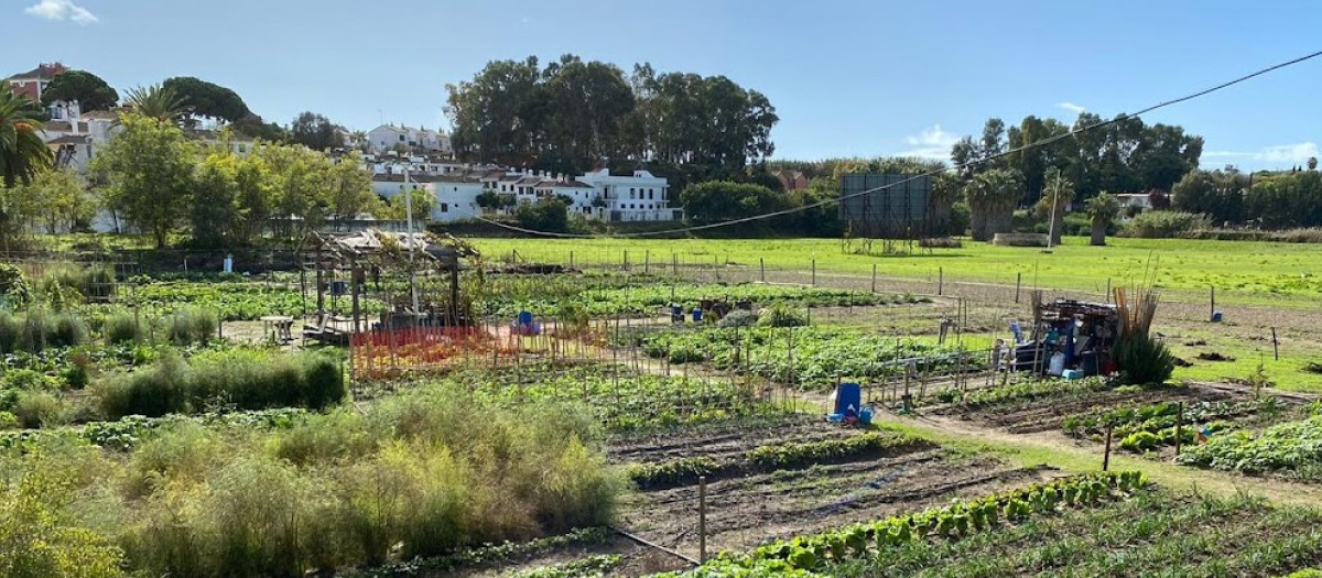 Cultivo en la localidad gaditana de Sanlúcar de Barrameda