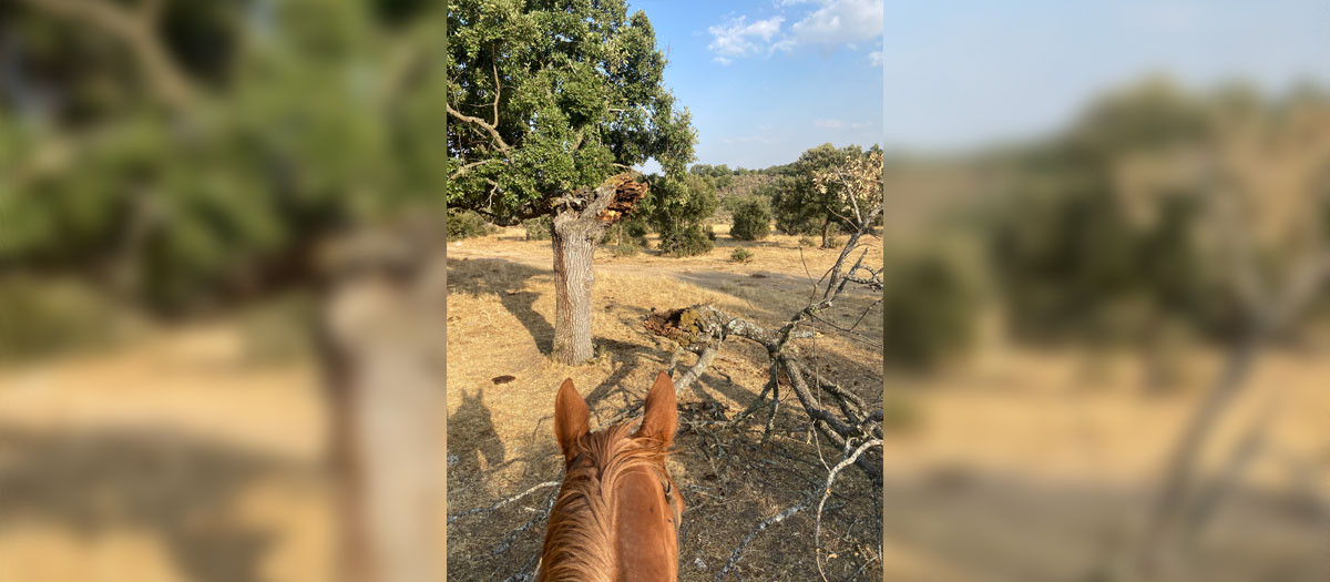 Paseo a caballo por la dehesa