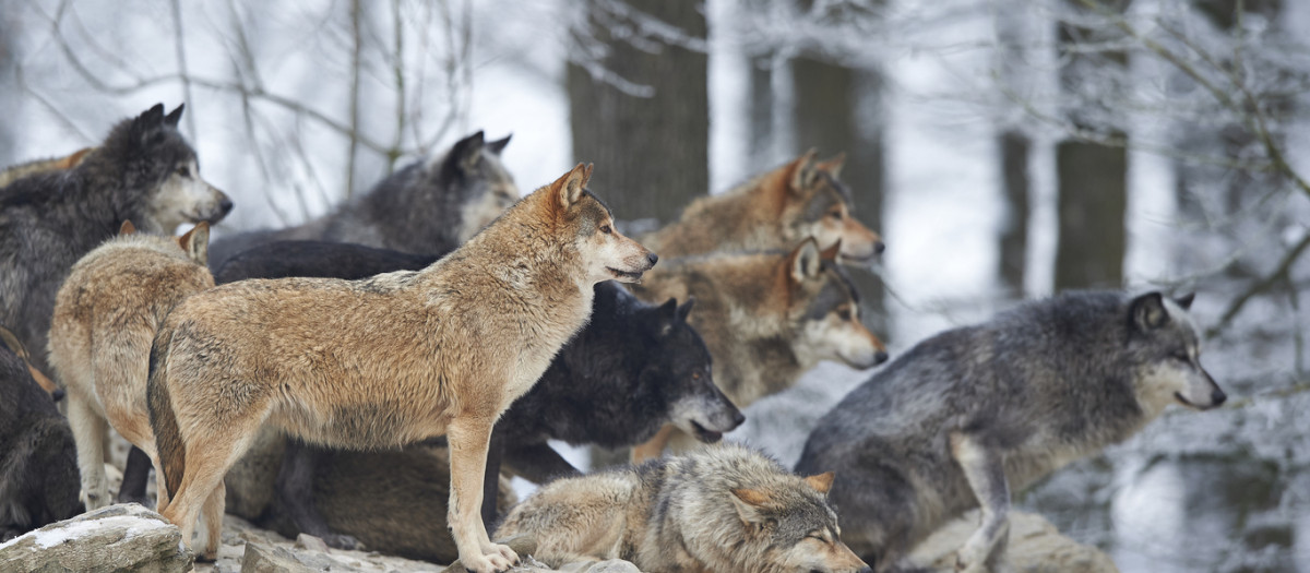 Manada de lobos