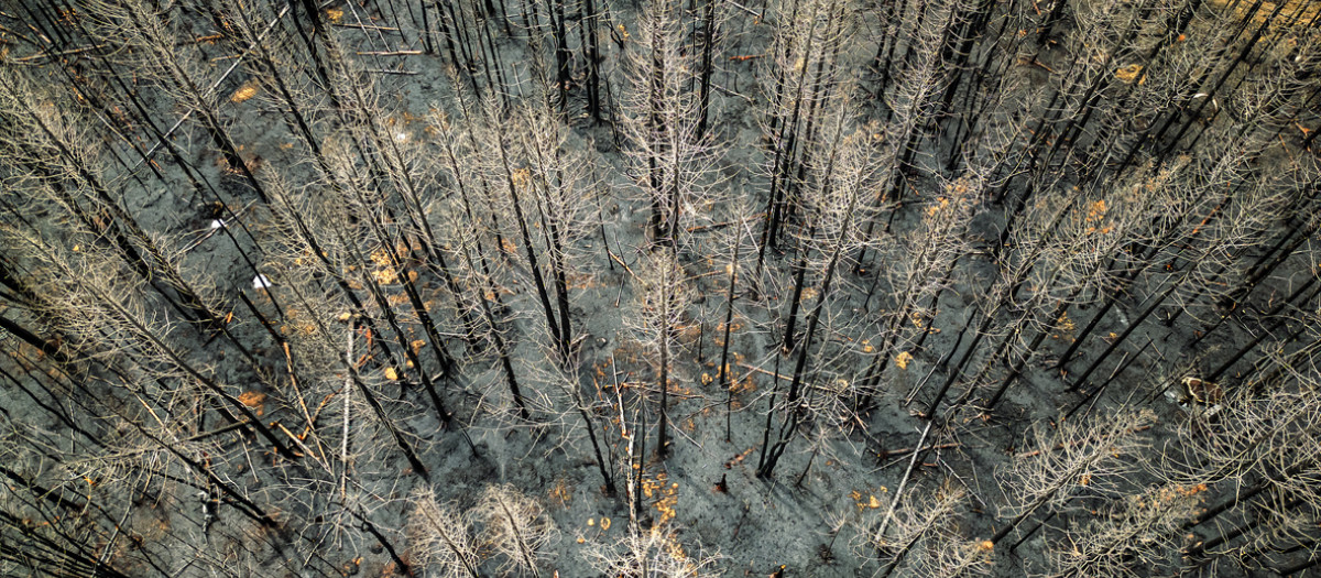 Vista aérea de los daños del fuego en un bosque