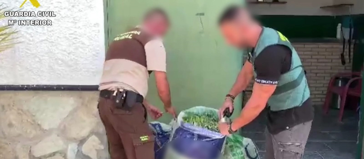 Agentes de la Guardia Civil interceptan aceitunas de mesa robadas y preparadas para su venta ilegal.

REMITIDA / HANDOUT por GUARDIA CIVIL
Fotografía remitida a medios de comunicación exclusivamente para ilustrar la noticia a la que hace referencia la imagen, y citando la procedencia de la imagen en la firma
25/9/2025