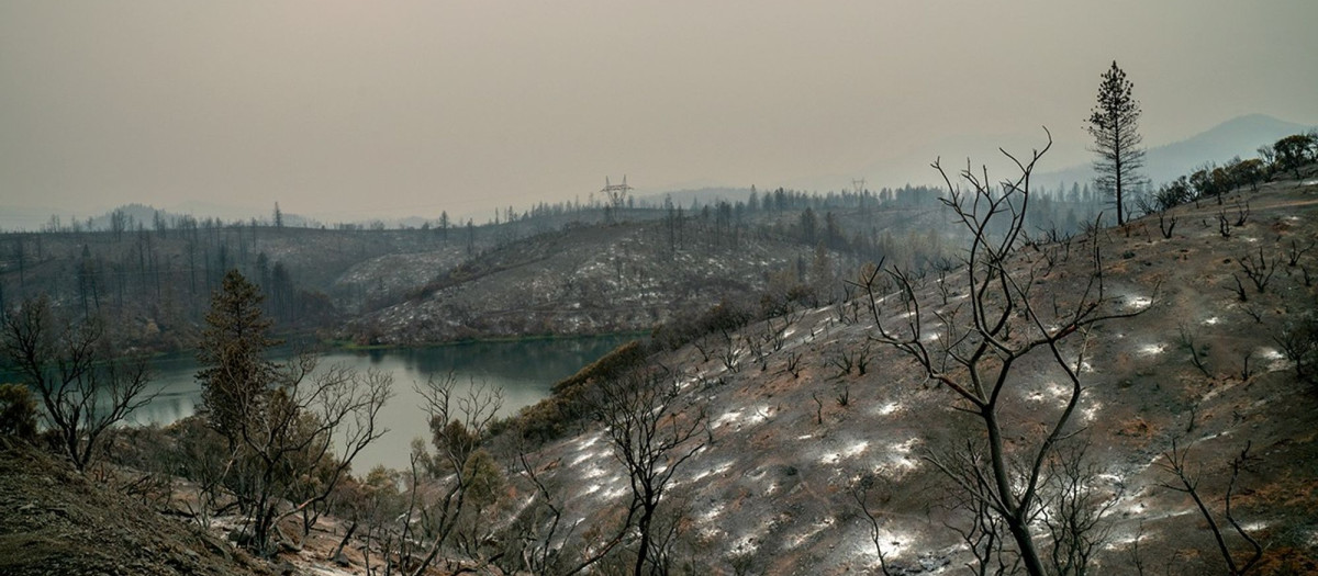 Terreno quemado por los incendios forestales