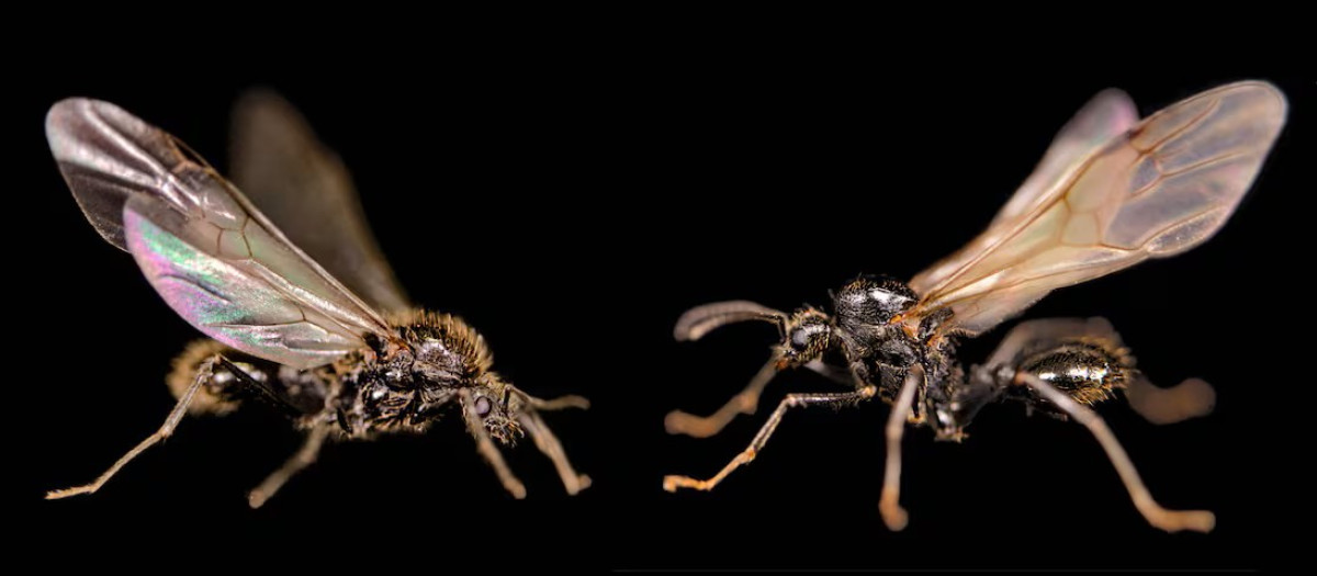 A la izquierda, un ejemplar de Messor ibericus y a la derecha, otro de Messor structor