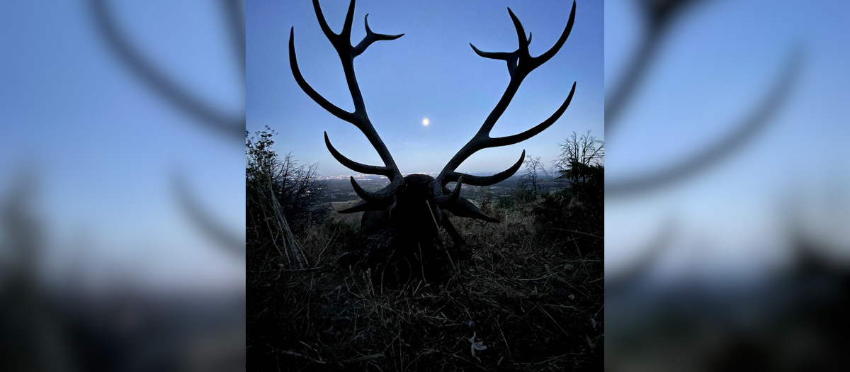 Luna entre las cuernas de un venado