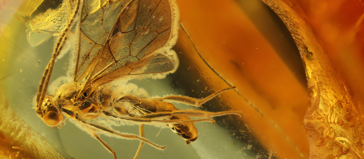 Imagen de archivo de una avispa atrapada en ámbar