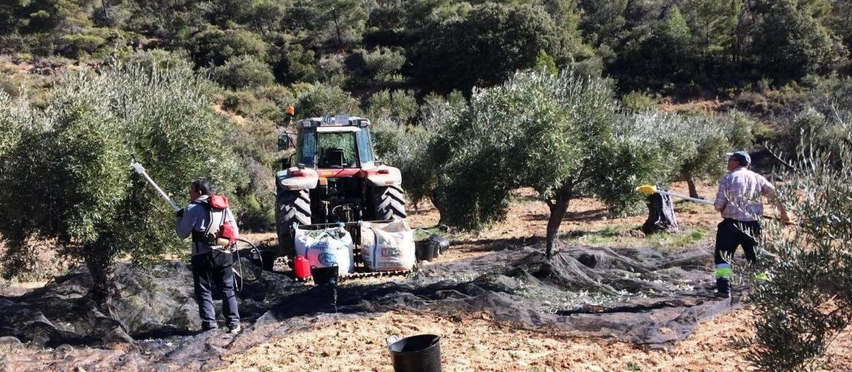 (Foto de ARCHIVO)
Recogida de aceituna.

REMITIDA / HANDOUT por ASAJA
Fotografía remitida a medios de comunicación exclusivamente para ilustrar la noticia a la que hace referencia la imagen, y citando la procedencia de la imagen en la firma
28/3/2019
