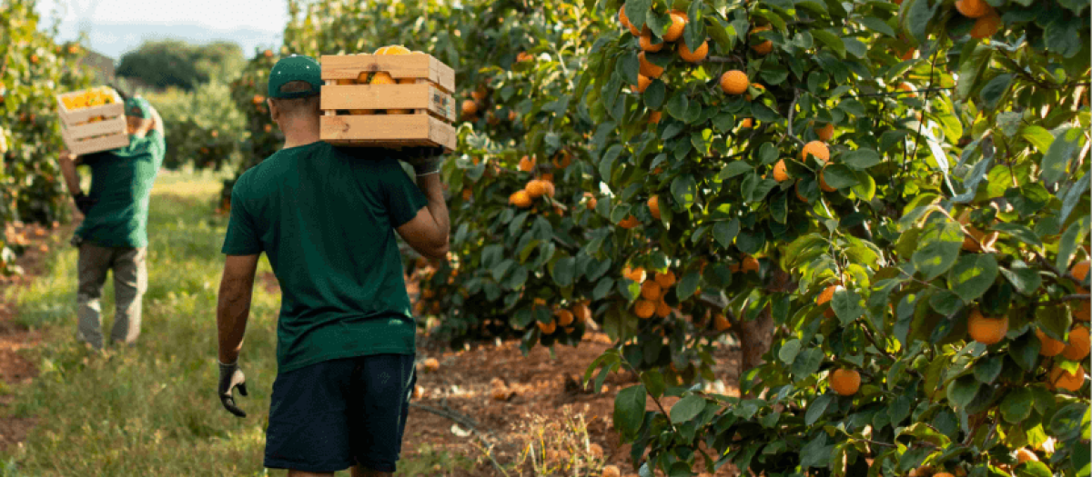 Imagen de archivo de un agricultor recogiendo kakis en Valencia