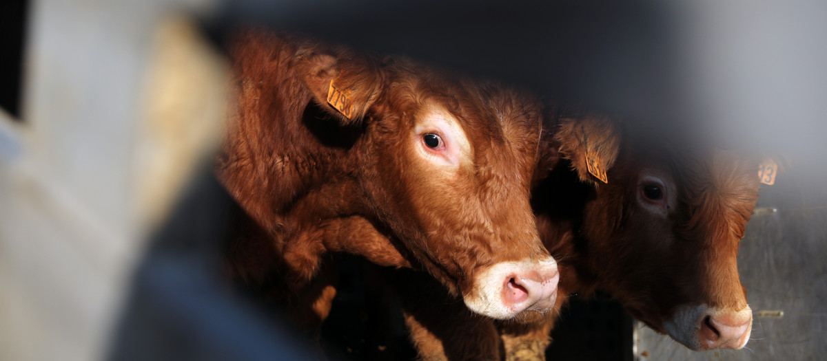 Dos vacas en una explotación ganadera en España