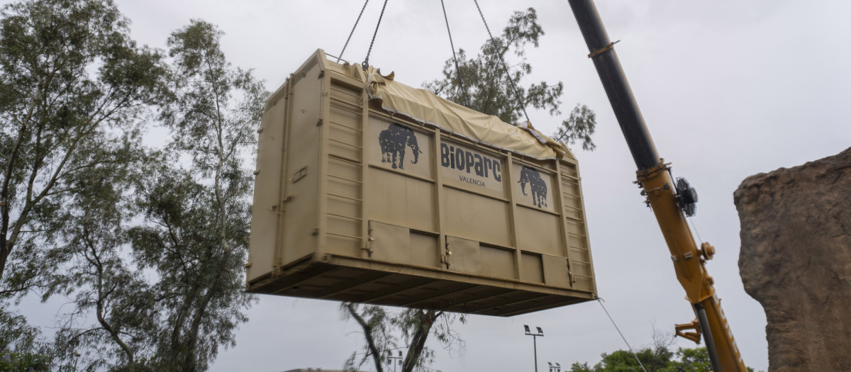 Imagen del traslado de una elefanta preñada desde Bioparc Valencia hasta Hungría