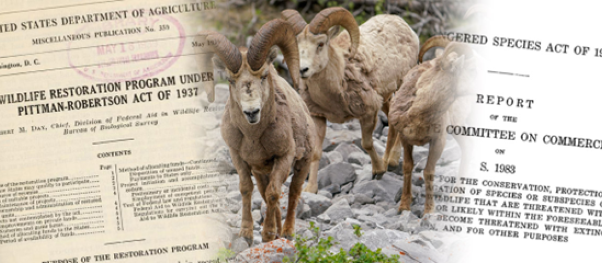 Ley Federal de Ayuda para la Restauración de la Fauna, conocida desde entonces como «Pittman–Robertson Act».