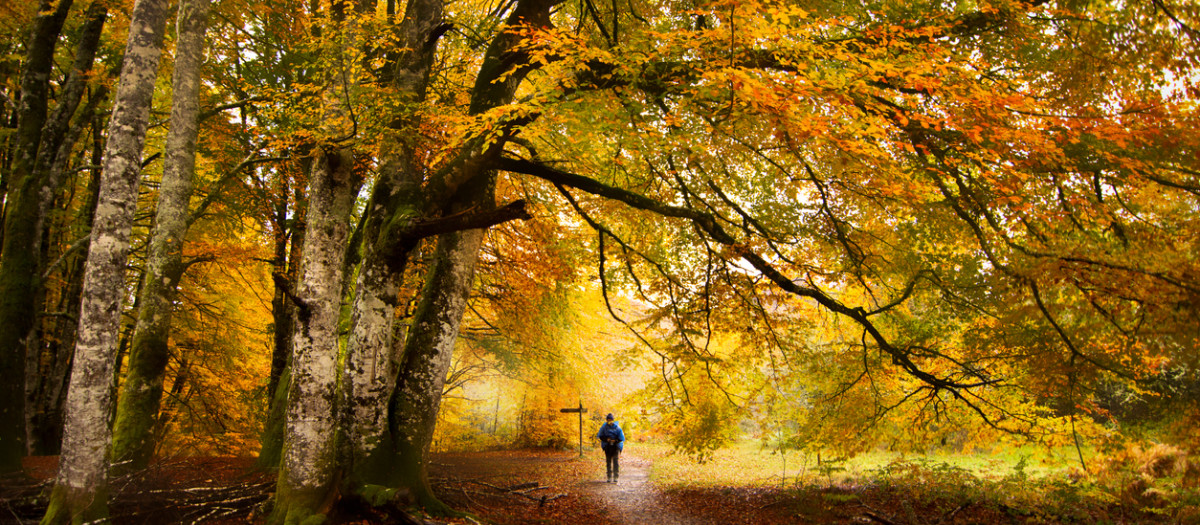 El bosque o selva de Irati en Navarra