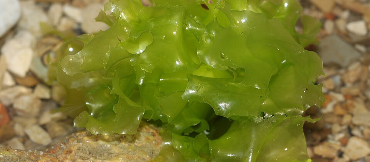 El oro gallego que conquista la cocina