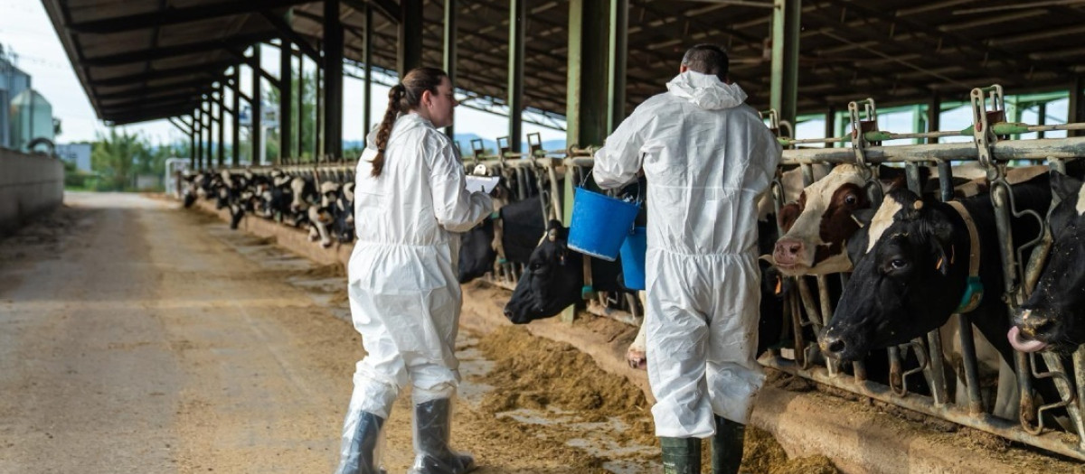 Proceso de vacunación en la zona afectada por la dermatosis nodular contagiosa en España