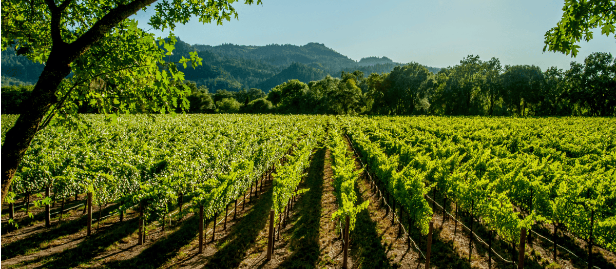Un viñedo soriano, en una imagen de archivo