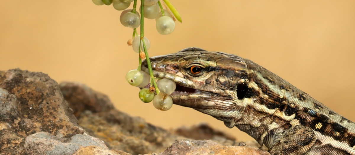 Imagen del lagarto ‘Gallotia galloti’ consumiendo frutos de un arbusto en Tenerife