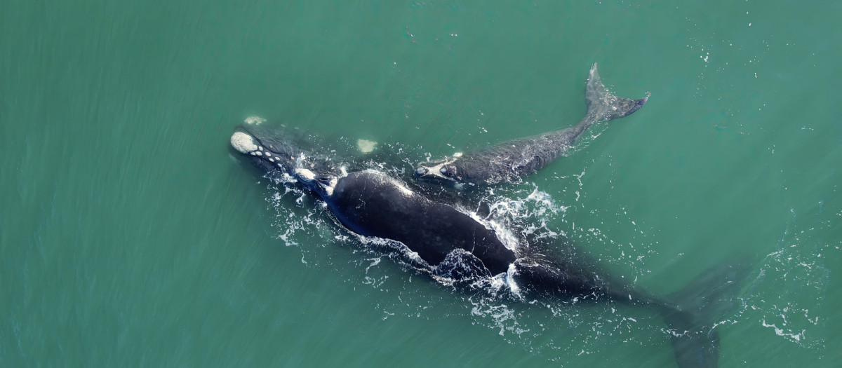 Familia de ballenas boreales nadando juntas en las tranquilas aguas azules del océano